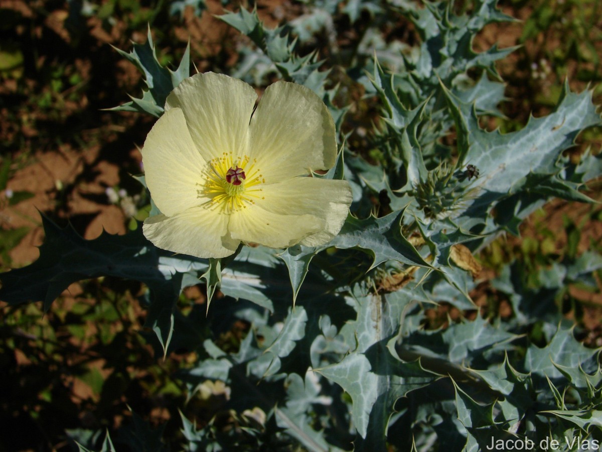 Argemone mexicana L.